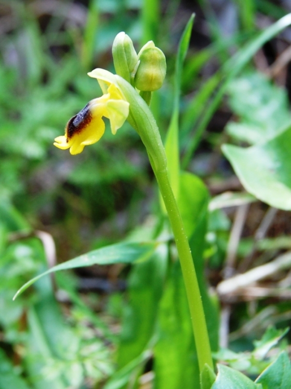 Ophrys phryganae vs. O. sicula ... a Monte Pellegrino (PA)